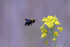クマバチ飛行中
