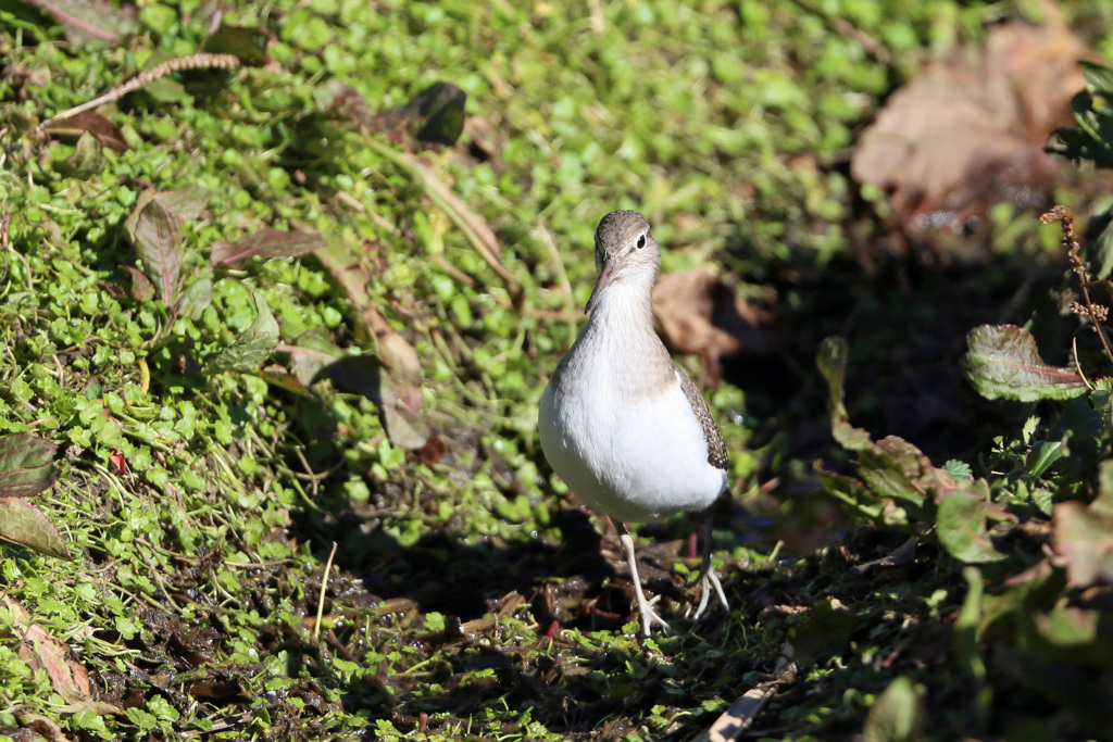 首長かったのね