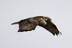 食べ過ぎでしょその1