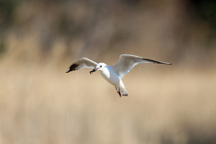 芦原の上をズグロカモメ