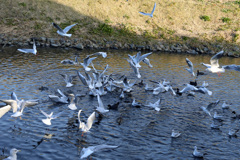 争奪戦のぜんぼう