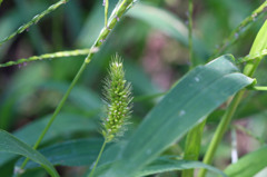 足元も秋の気配