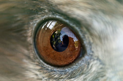 瞳の中にふくろうさん？