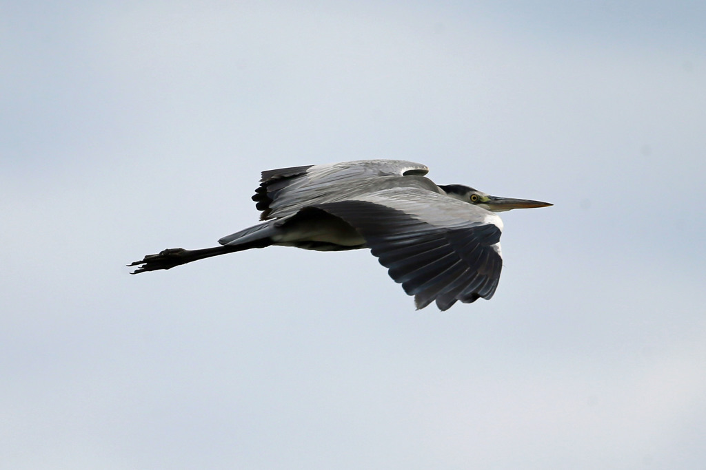 アオサギアップで