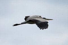 アオサギアップで