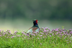 ポートレイト-1