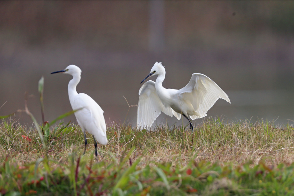 寝ぐせついてるよ