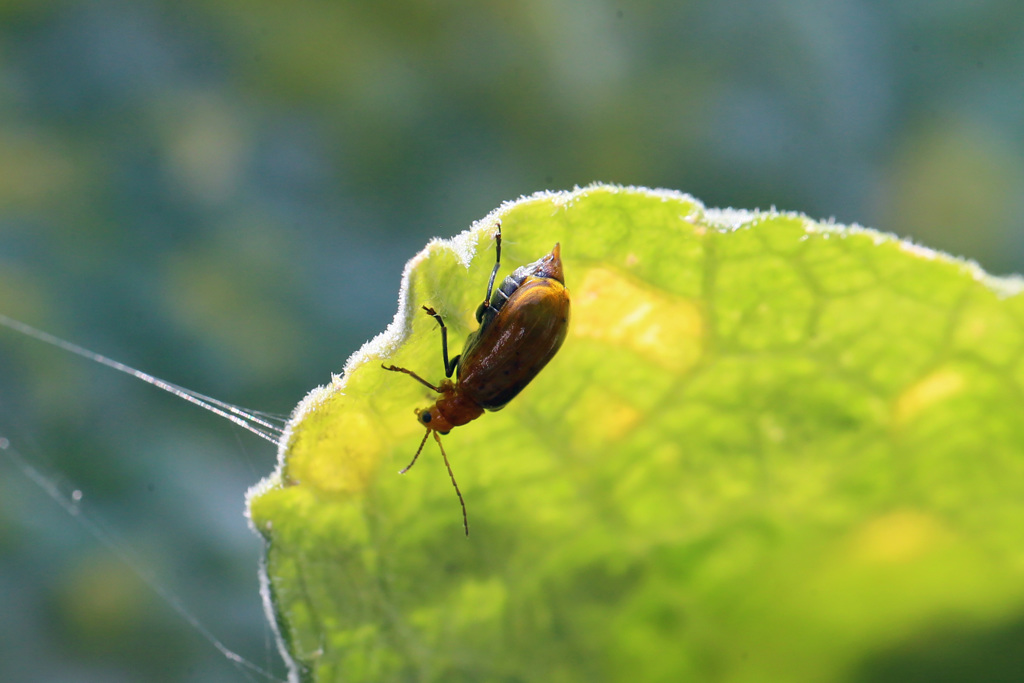 ウリハムシのシルエット