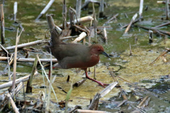 ヒクイナ君その2