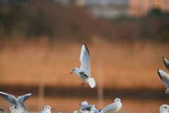 ユリカモメ整列その8