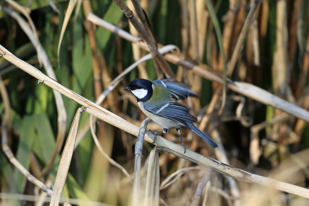 上手に歩くシジュウカラ
