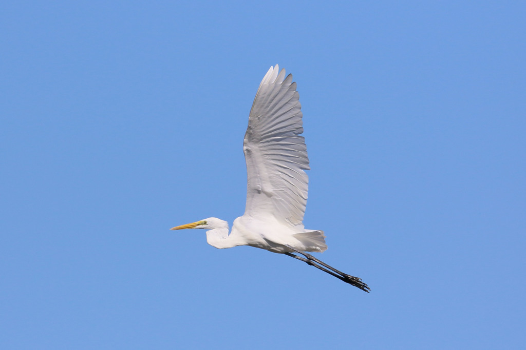 青空とダイサギ