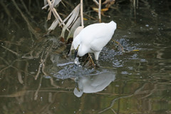 コサギ魚の取り方その1