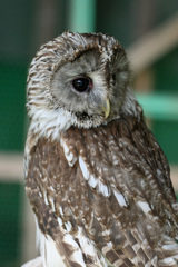 ふくろうポートレイト