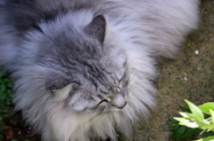 アデランスいりません