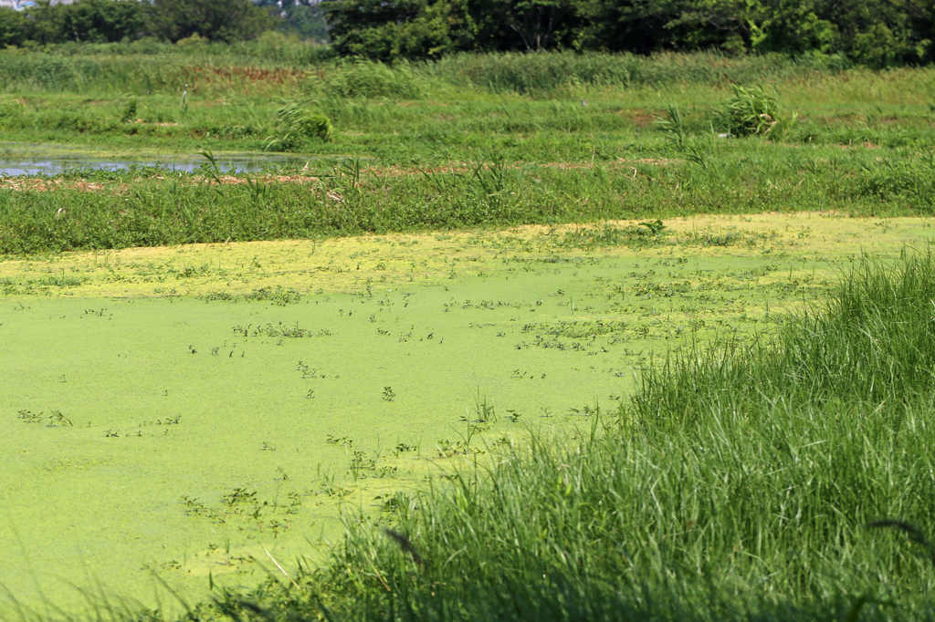 なつかしい風景