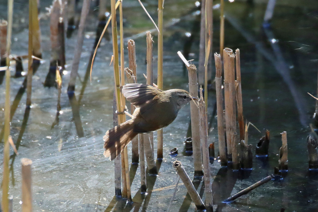 ウグイス飛び出し