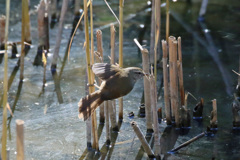 ウグイス飛び出し