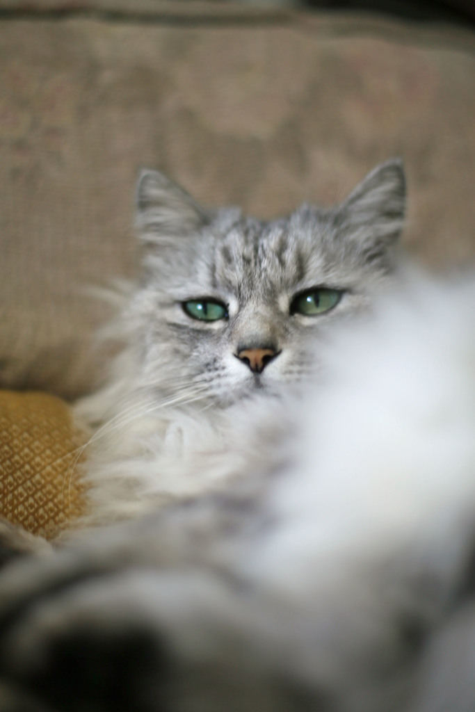 たまにはMFレンズでその3