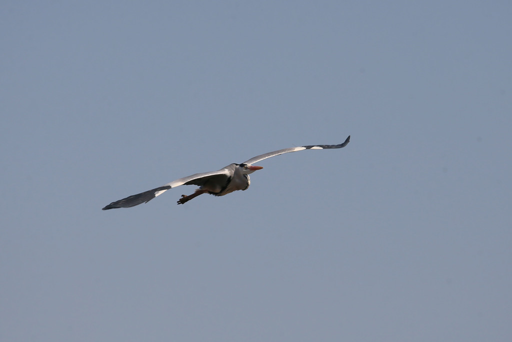 アオサギセーフ