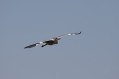 アオサギセーフ