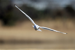 正面シリーズ-1