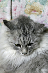 にゃにゃの頭上から