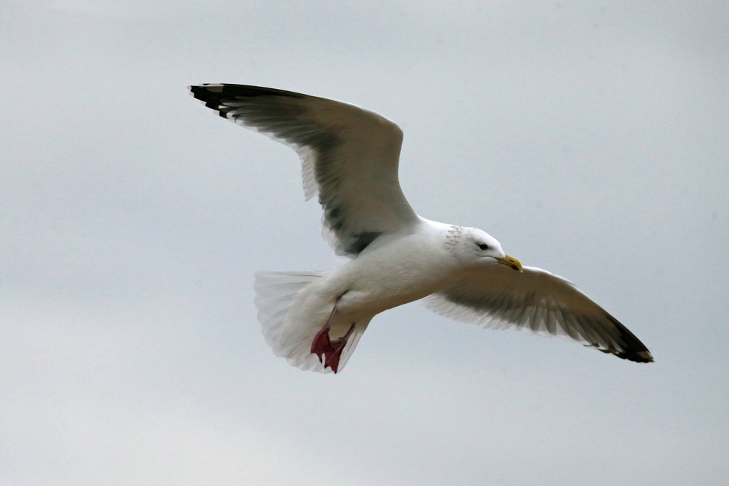 セグロカモメの飛び方-3