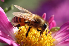 毛皮のコートでおしゃれさん