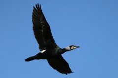 カワウ定番飛行