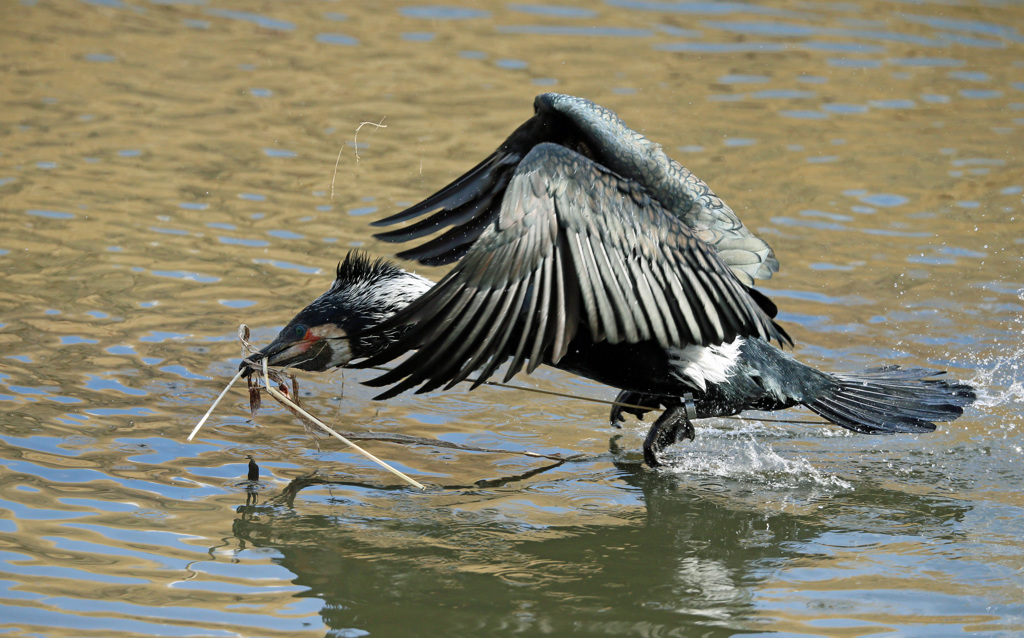 カワウ飛び出し-3