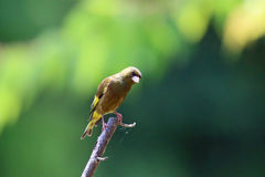 日差しを浴びて