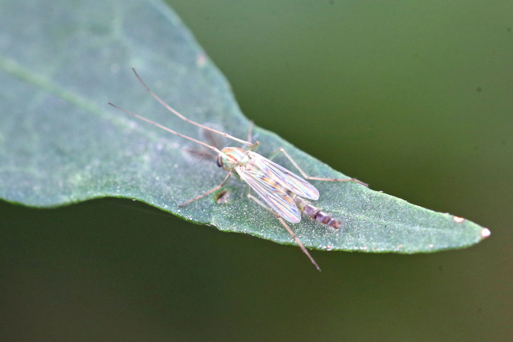 スケスケ虫さん