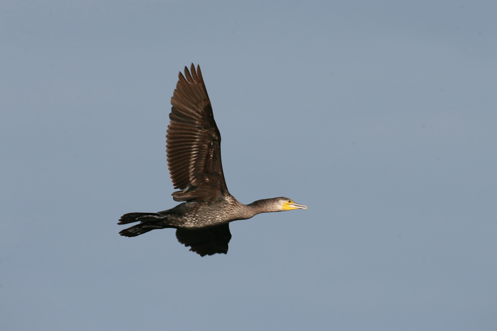 カワウの飛び方-3