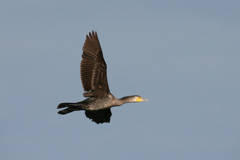 カワウの飛び方-3