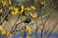 ムクドリさんに秋が来た