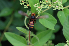 スズメバチホバリング