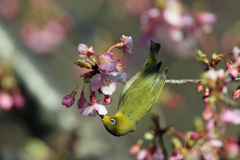逆さになっても蜜を吸う