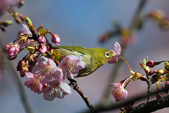 蜜を吸う-2