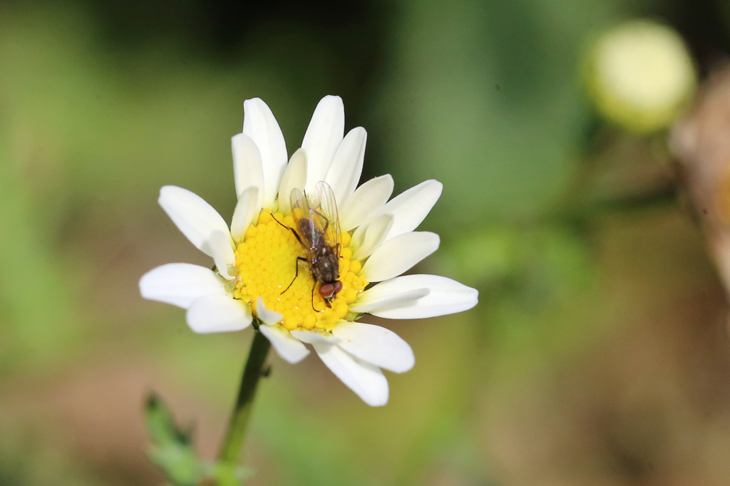 黄色のステージ