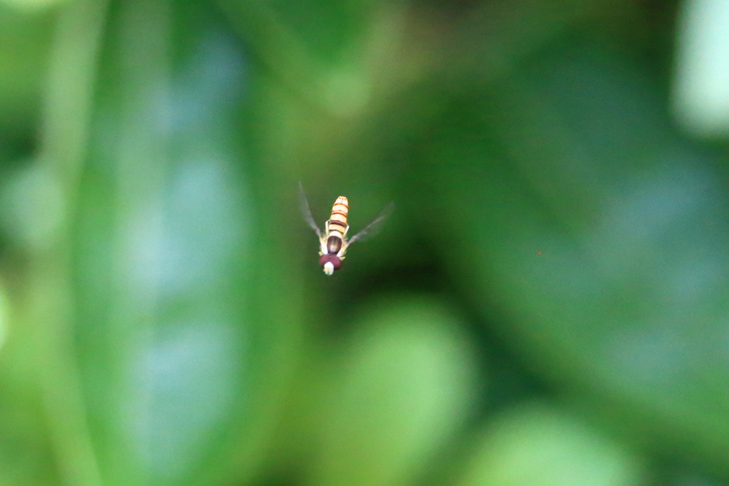 ハナアブホバリング