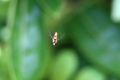 ハナアブホバリング