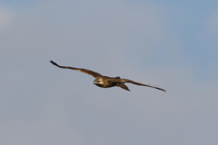 チュウヒさん-3