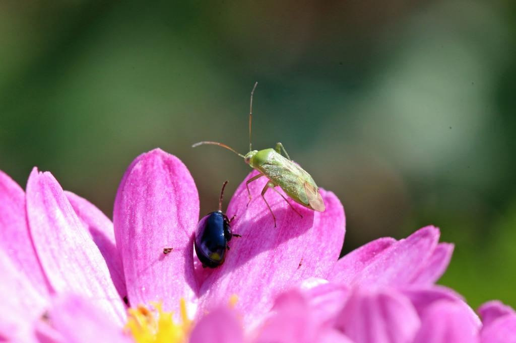 二匹があいさつおはようさん