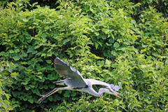 飛び出し連射-4