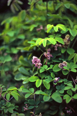 多分アケビの花かな