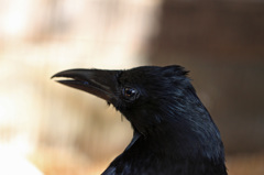 野鳥病院のイケメン-4