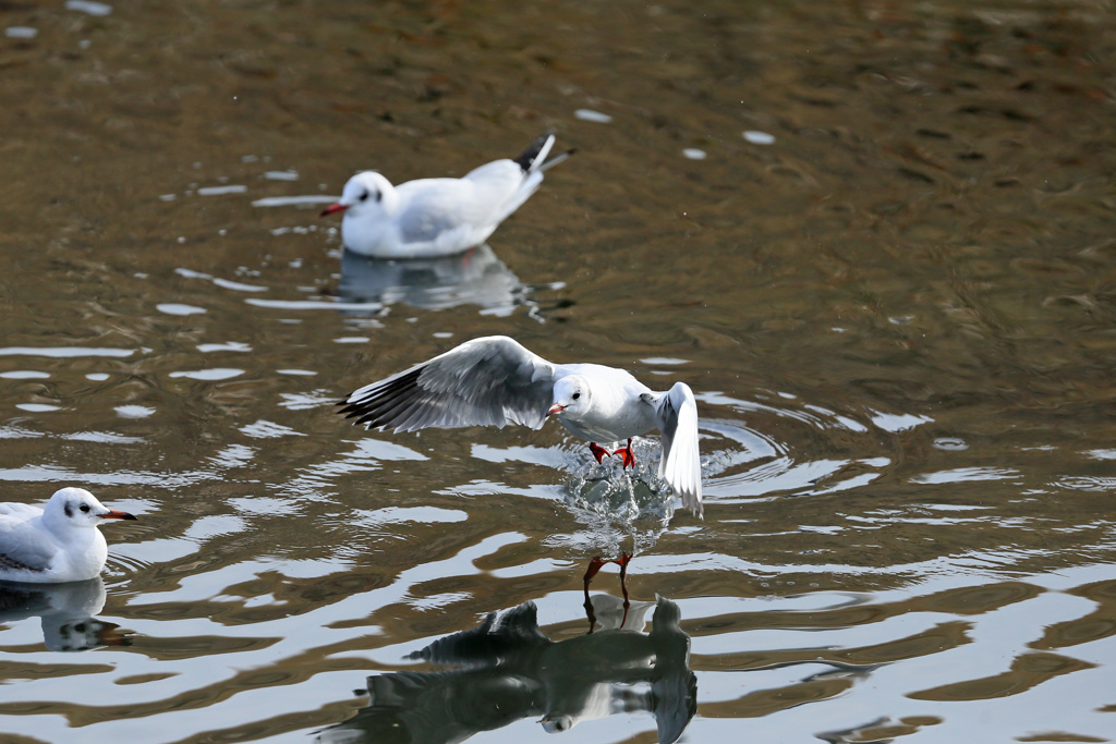 正面飛び出し-1