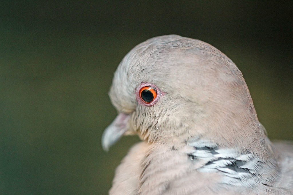 ポートレート-4