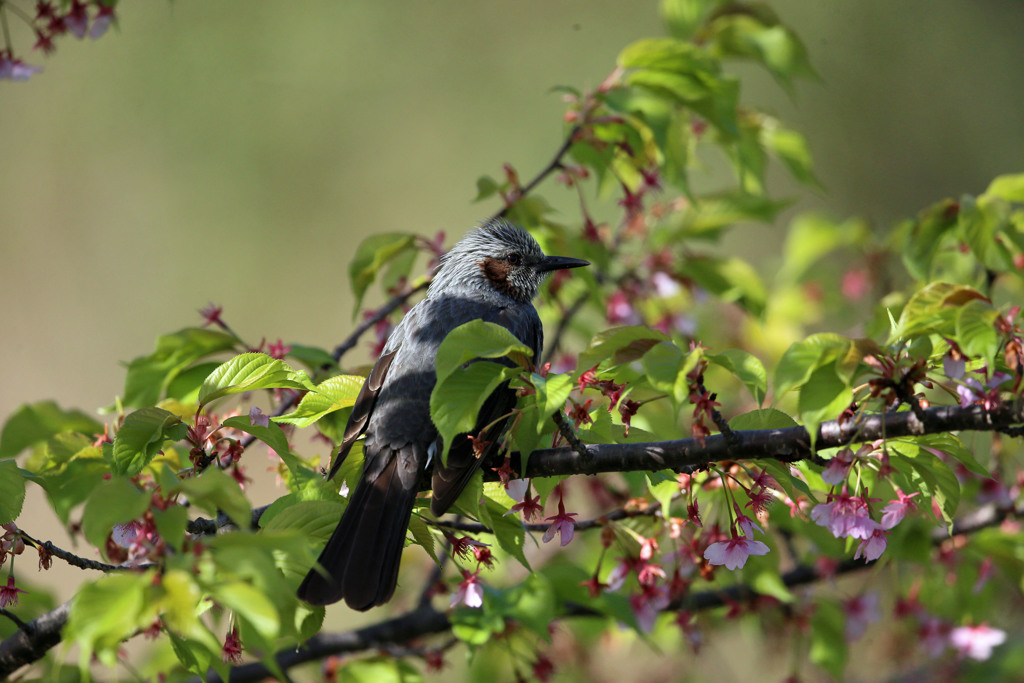 ヒヨドリポートレート